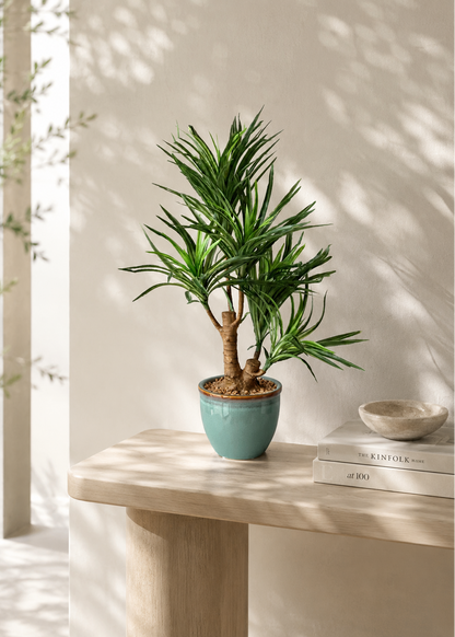 Artificial Green Dracaena Cane Plant - 2 Feet