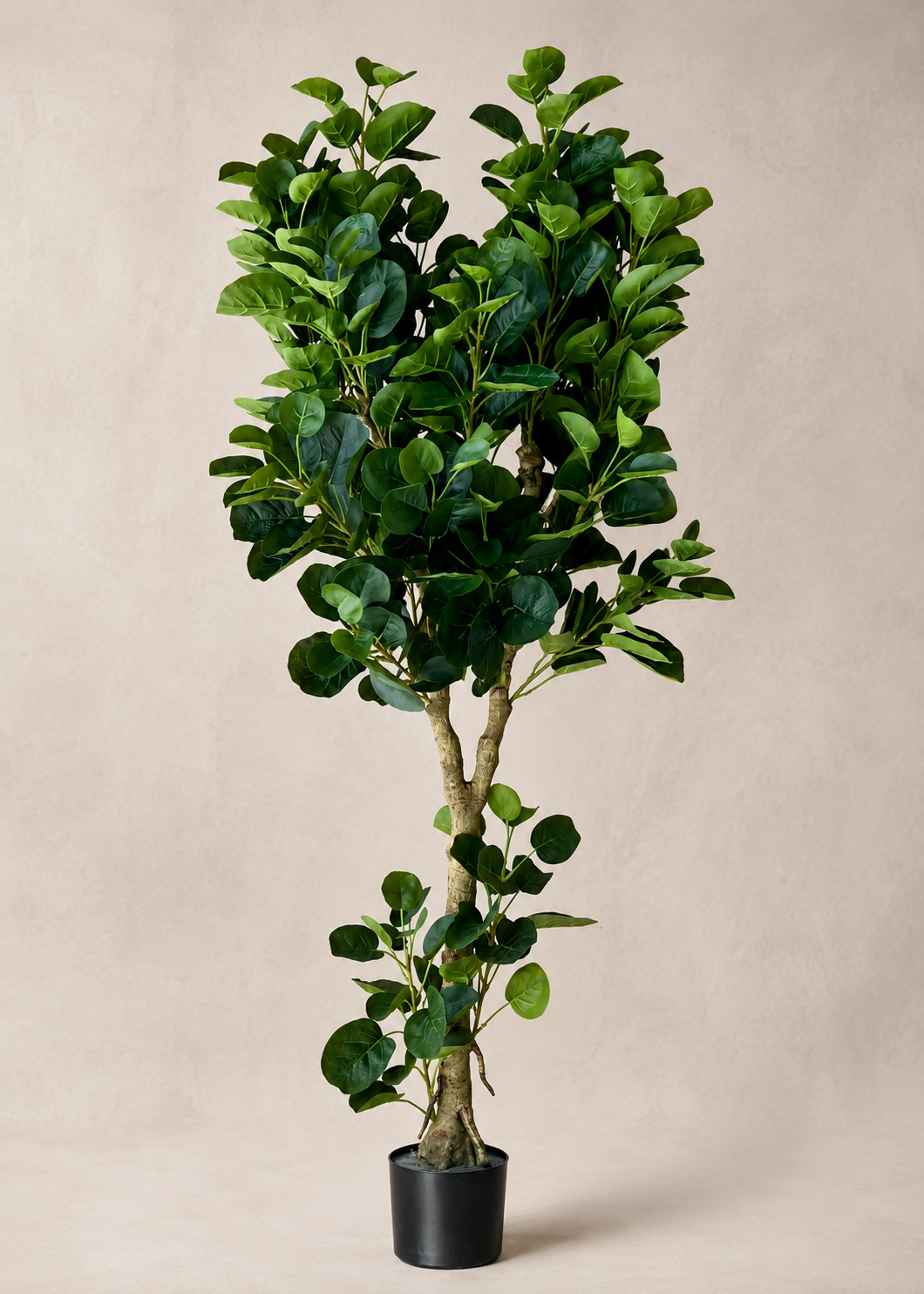 Artificial Fabled Ficus Plant - 5.5 Feet