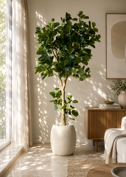 Artificial Fabled Ficus Plant - 5.5 Feet