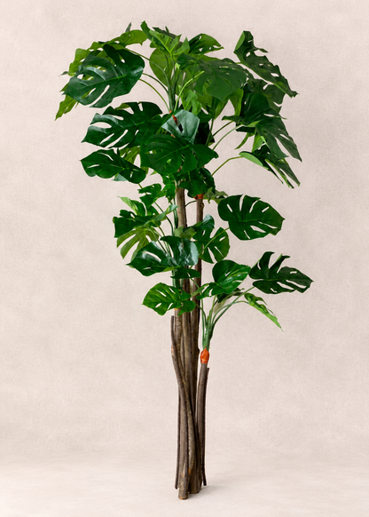 Artificial Crest Monstera Plant - 5.5 Feet