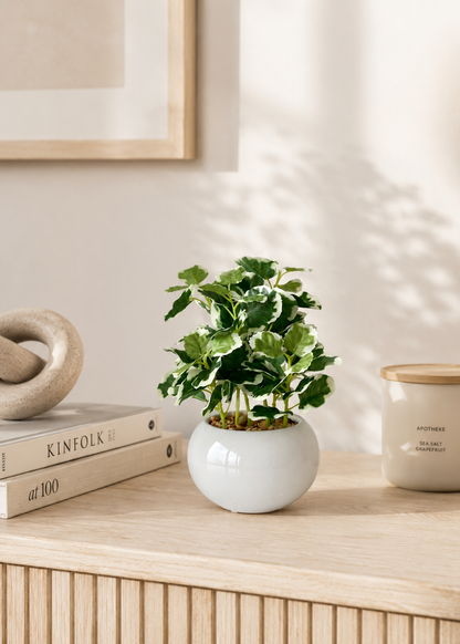 Artificial Variegated Swedish Ivy Plant