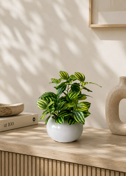 Artificial Parallel Peperomia Plant