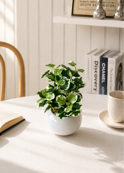 Artificial Variegated Swedish Ivy Plant