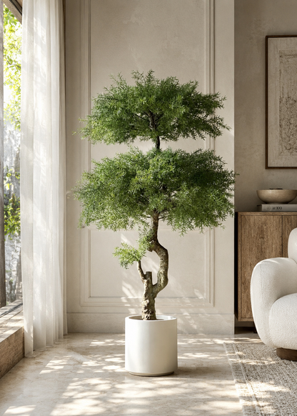 Artificial Australian Cedar Bonsai Plant - 5.5 Feet
