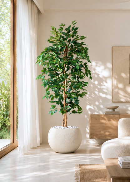 Artificial Weeping Ficus Plant - 6 Feet