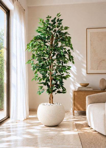 Artificial Weeping Ficus Plant - 6 Feet
