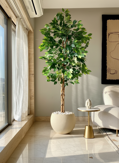 Artificial Dried Ficus Plant - 6.5 Feet