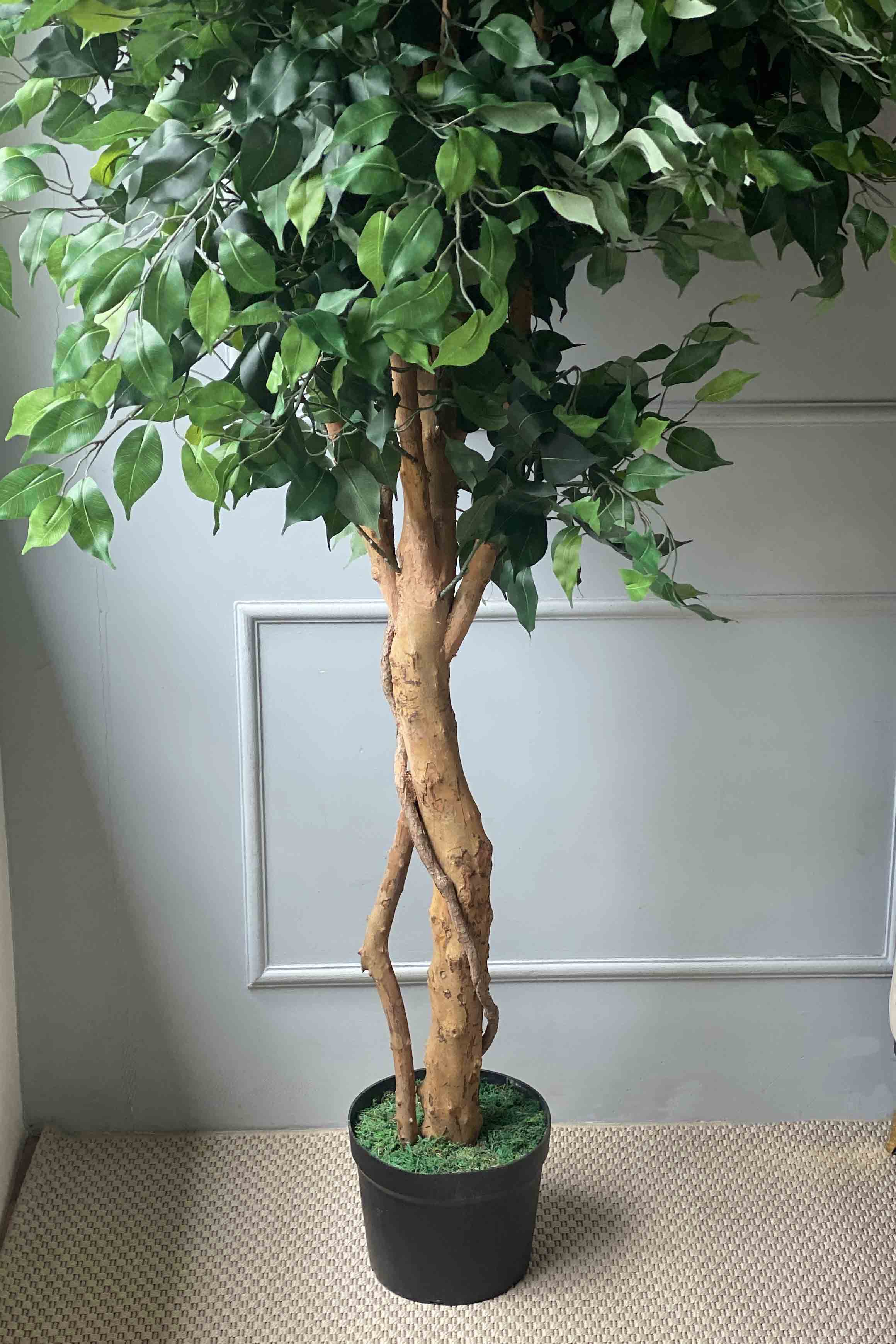 Artificial Lush Ficus - 8 Feet