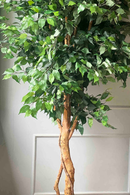 Artificial Lush Ficus - 8 Feet