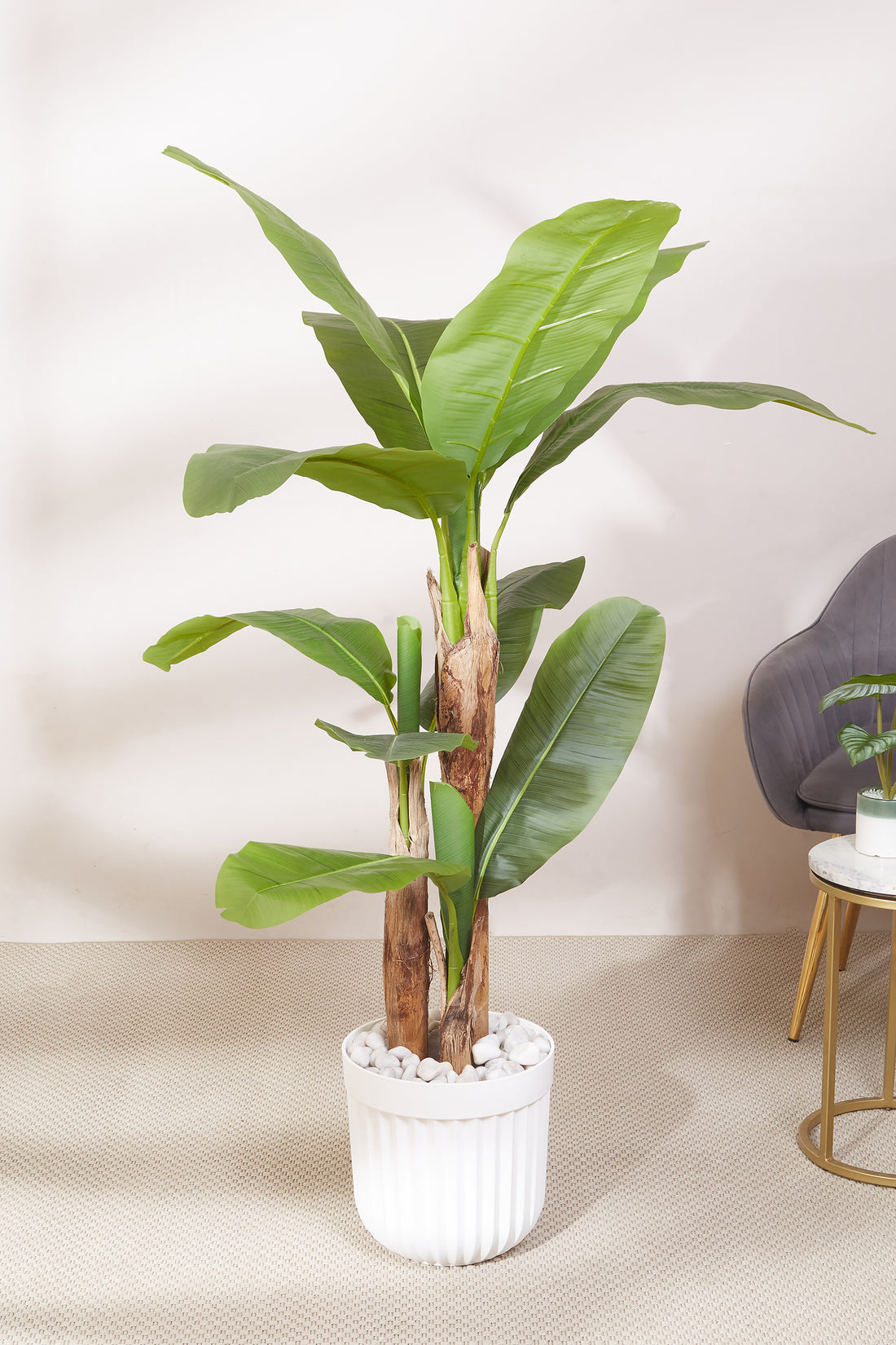Artificial Banana Plant - 5.5 Feet (With Black Base Pot)