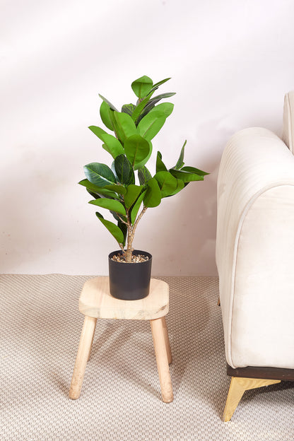 Artificial Rubber Plant - 2 Feet (With Black Base Pot)