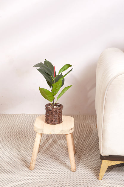 Rattan Oasis Artificial Fiddle Leaf Plant - Small