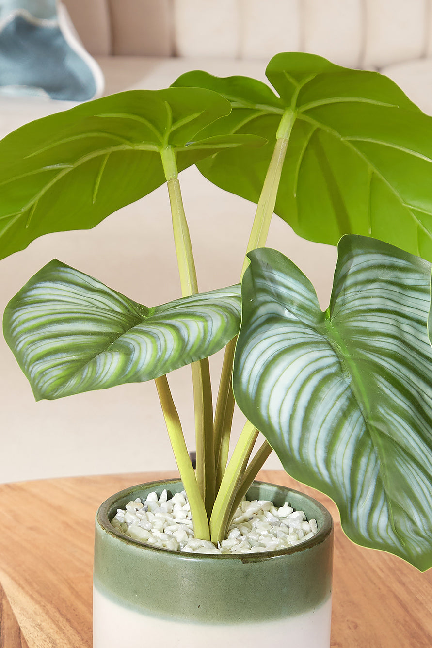 Artificial Short Plant- Calenthea Plant Ceramic Pot