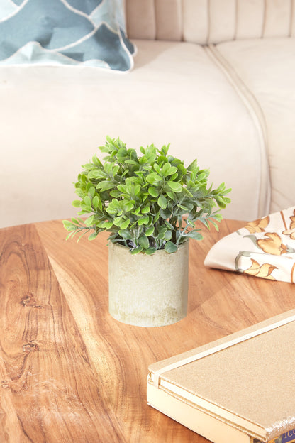 Artificial Bux Plant Succulent With Concrete Pot