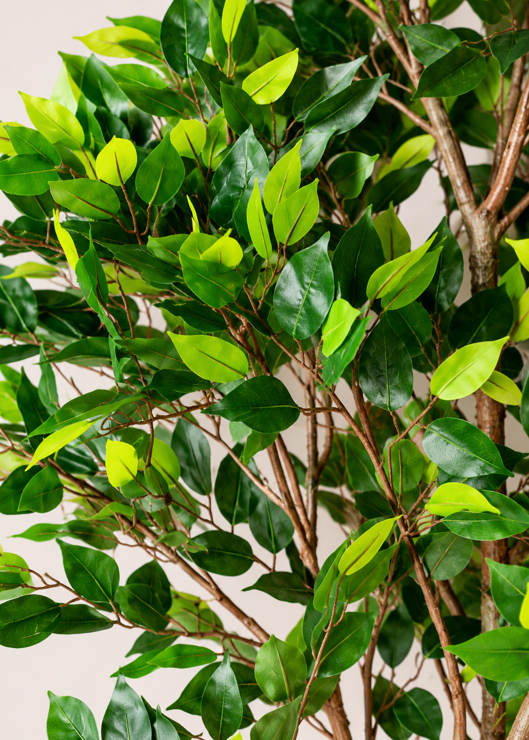 Artificial Weeping Fig Trio Plant  - 6.5 Feet