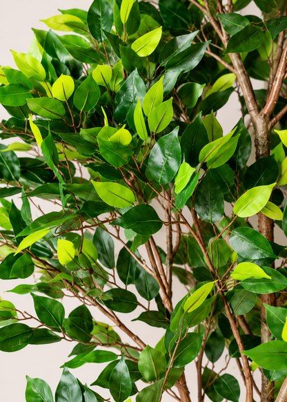 Artificial Weeping Fig Trio Plant  - 6.5 Feet