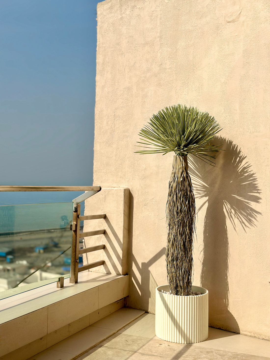 Desert Palm Tree - 5.5 Feet