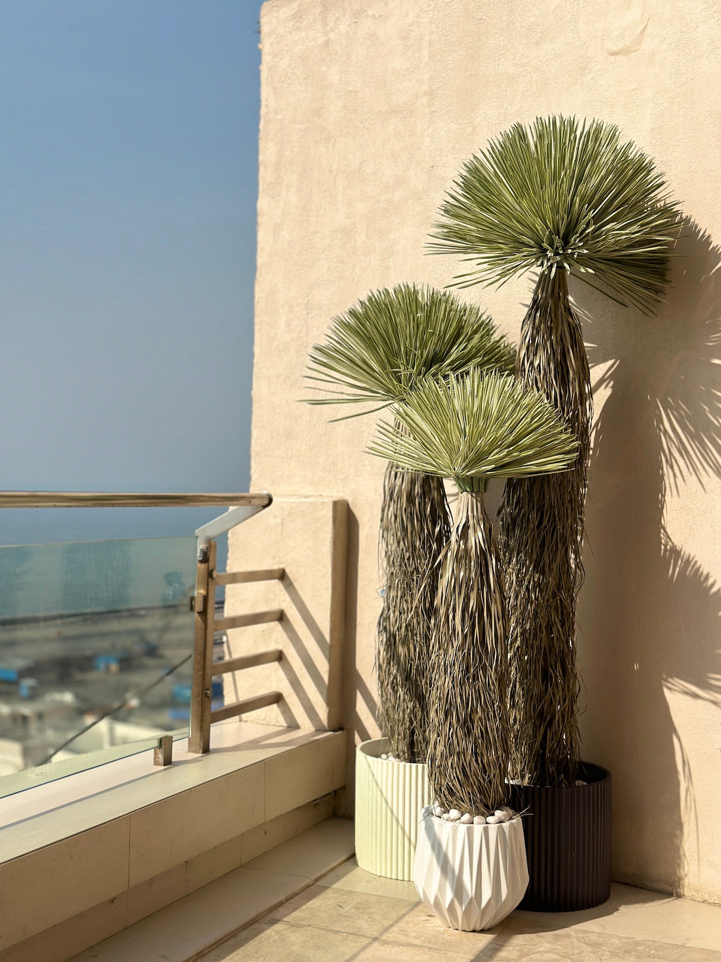 Desert Palm Tree  - 7 Feet