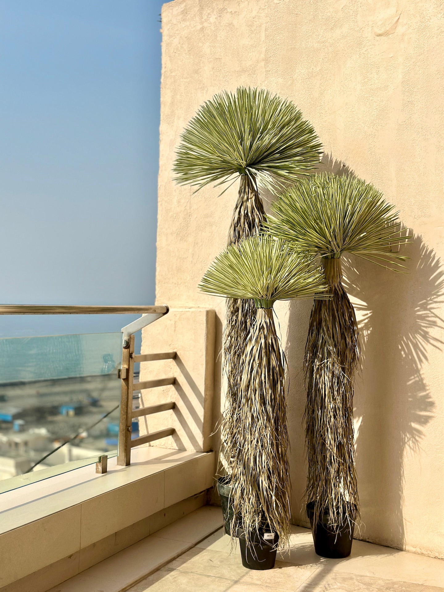 Desert Palm Tree  - 7 Feet