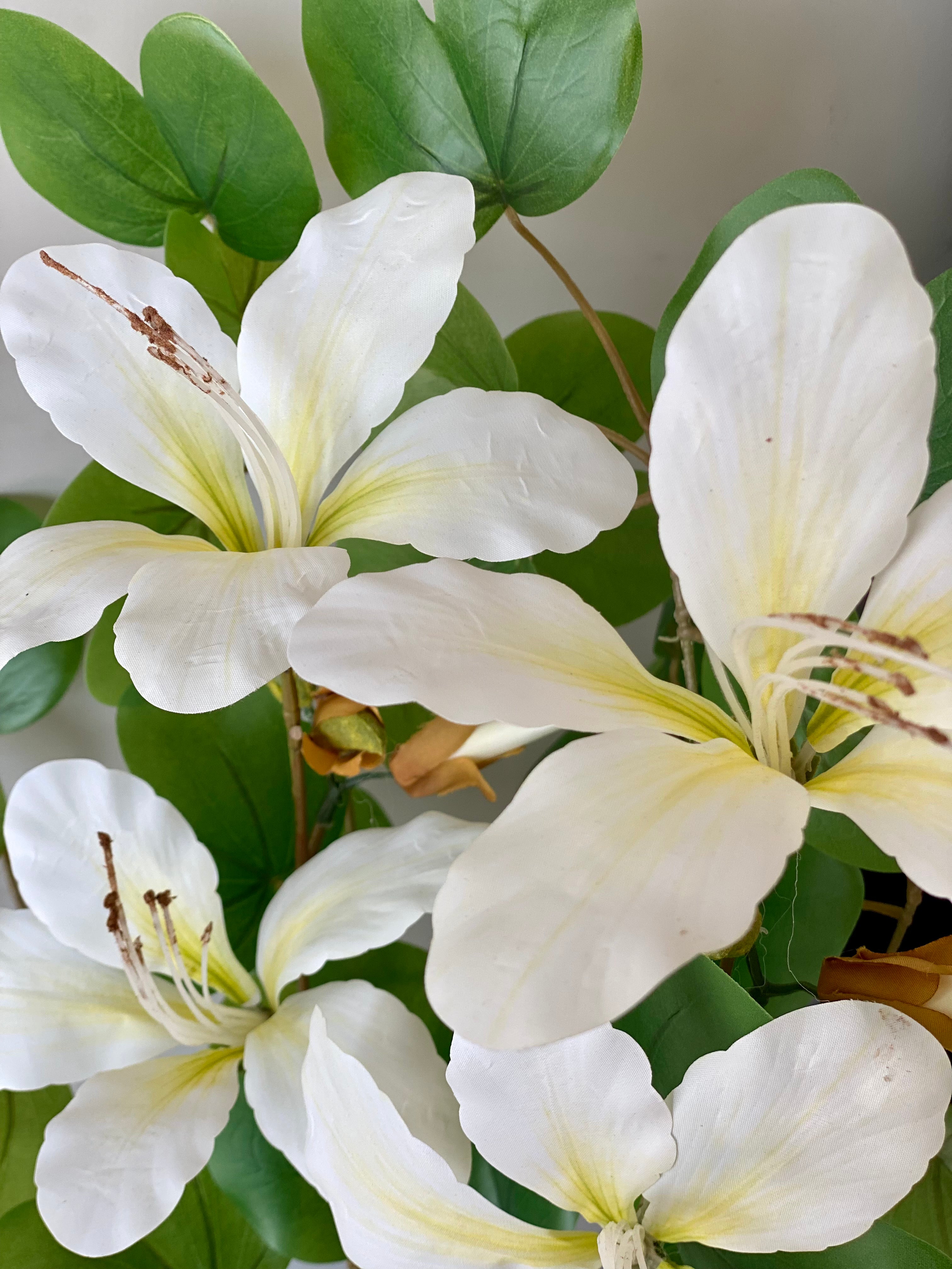 Artificial Bauhinia Flower Stem - White (Set of 2)