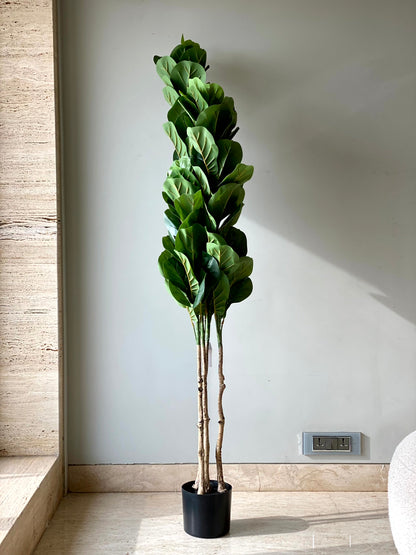 Artificial Fiddle Leaf Fig Tree - 6 Feet