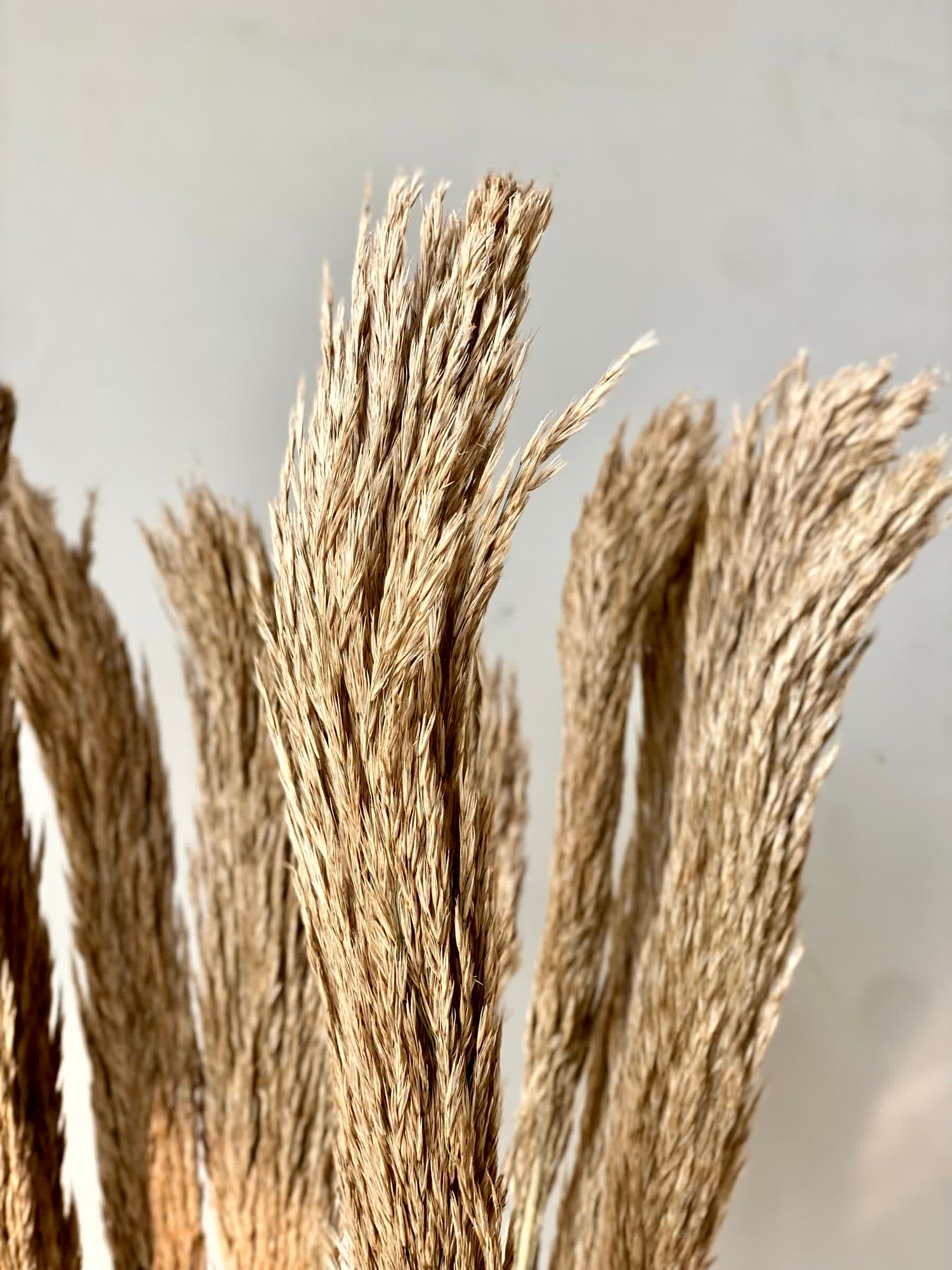 Artificial Foxtail Stem - Set of 8