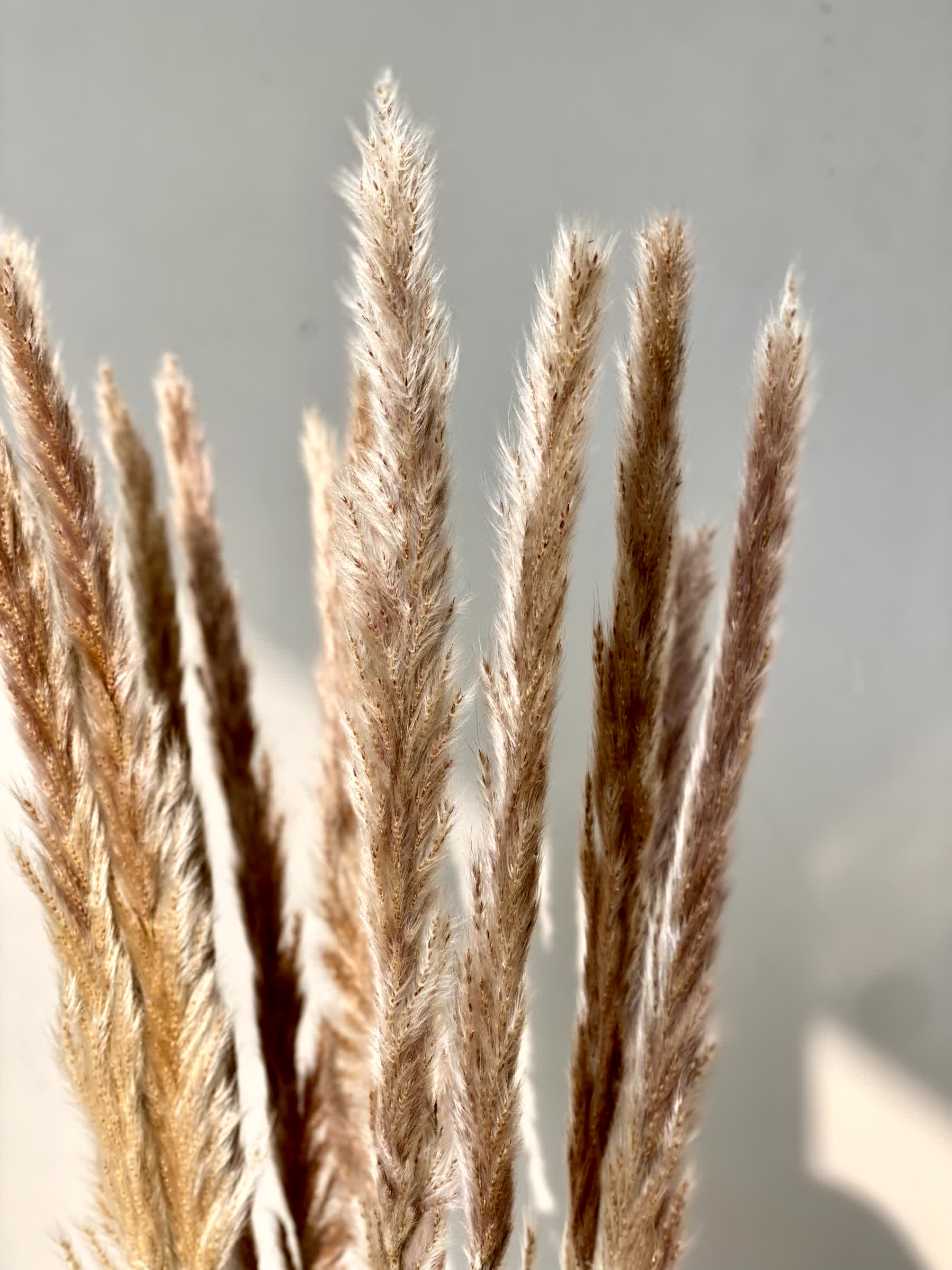 Artificial Pampas Stem - Set of 12