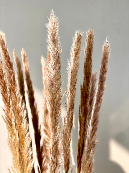 Artificial Pampas Stem - Set of 12