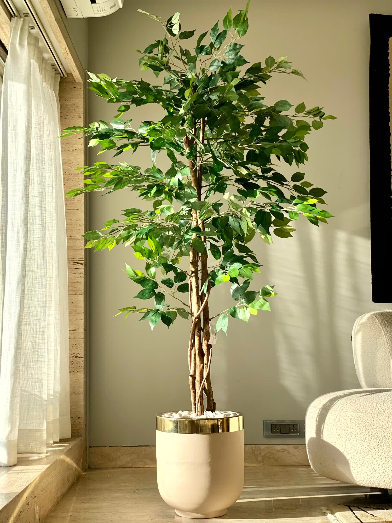 Artificial Dried Ficus Plant - 6 Feet