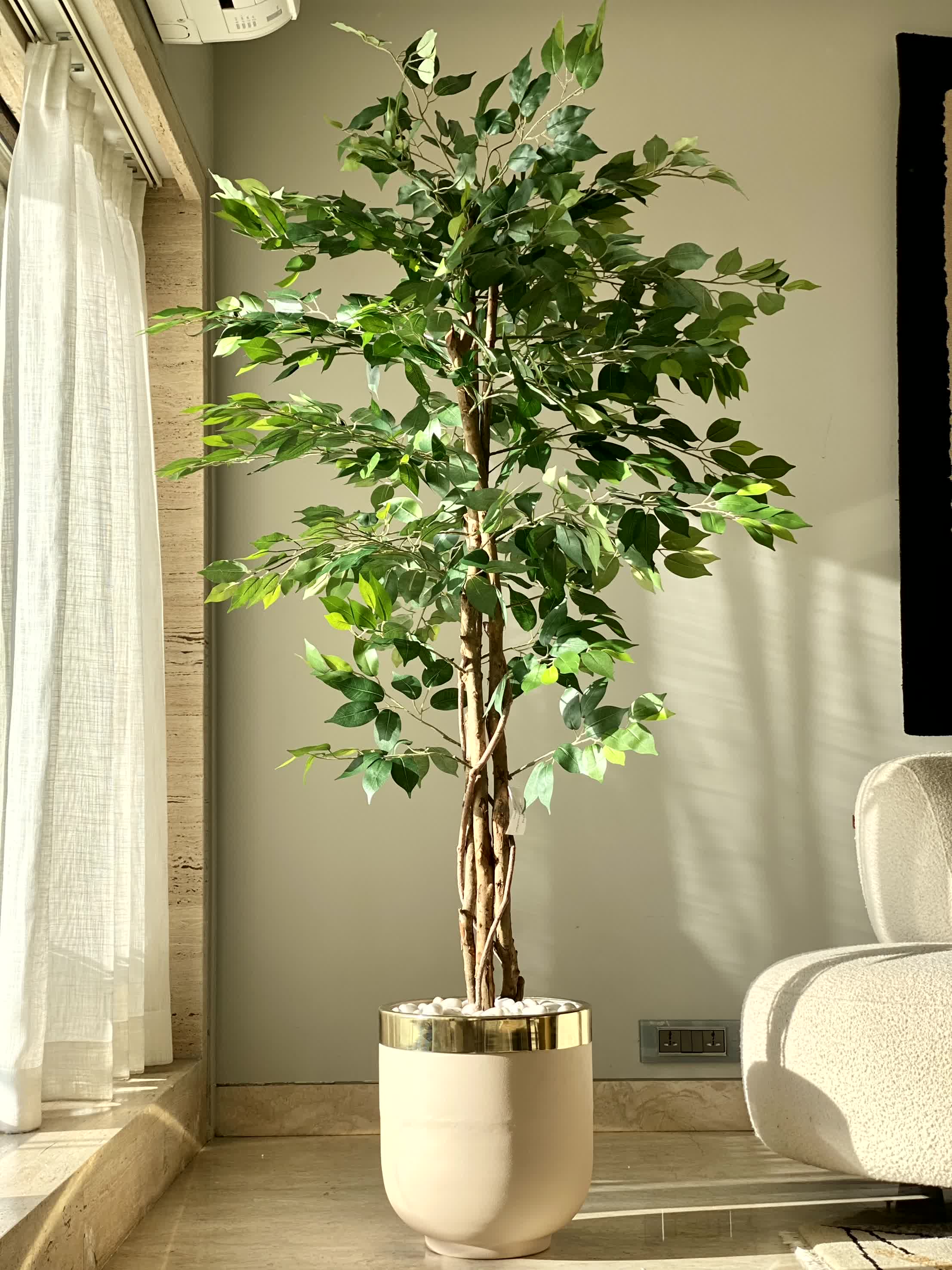 Artificial Dried Ficus Plant - 6 Feet