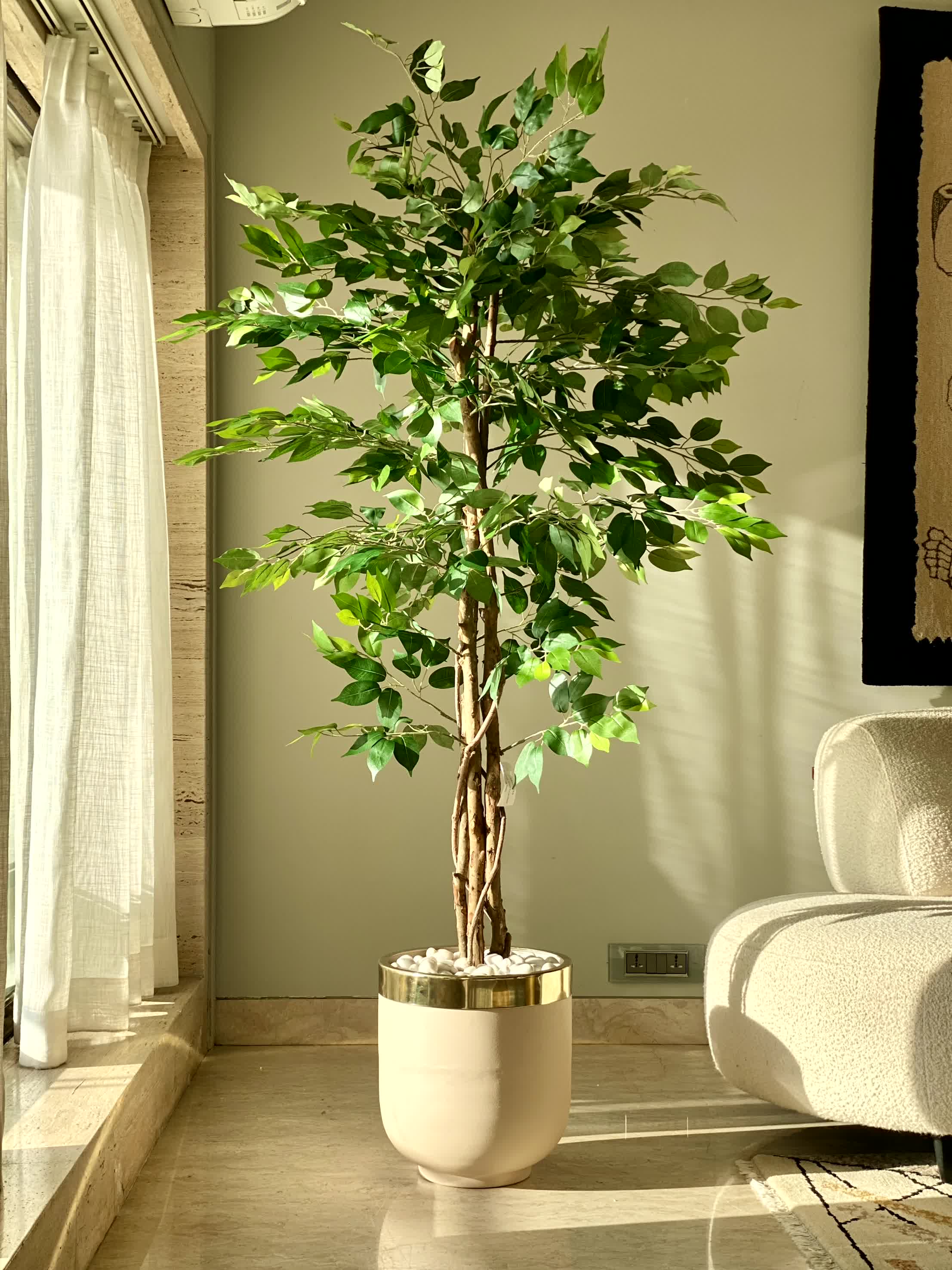 Artificial Dried Ficus Plant - 6 Feet