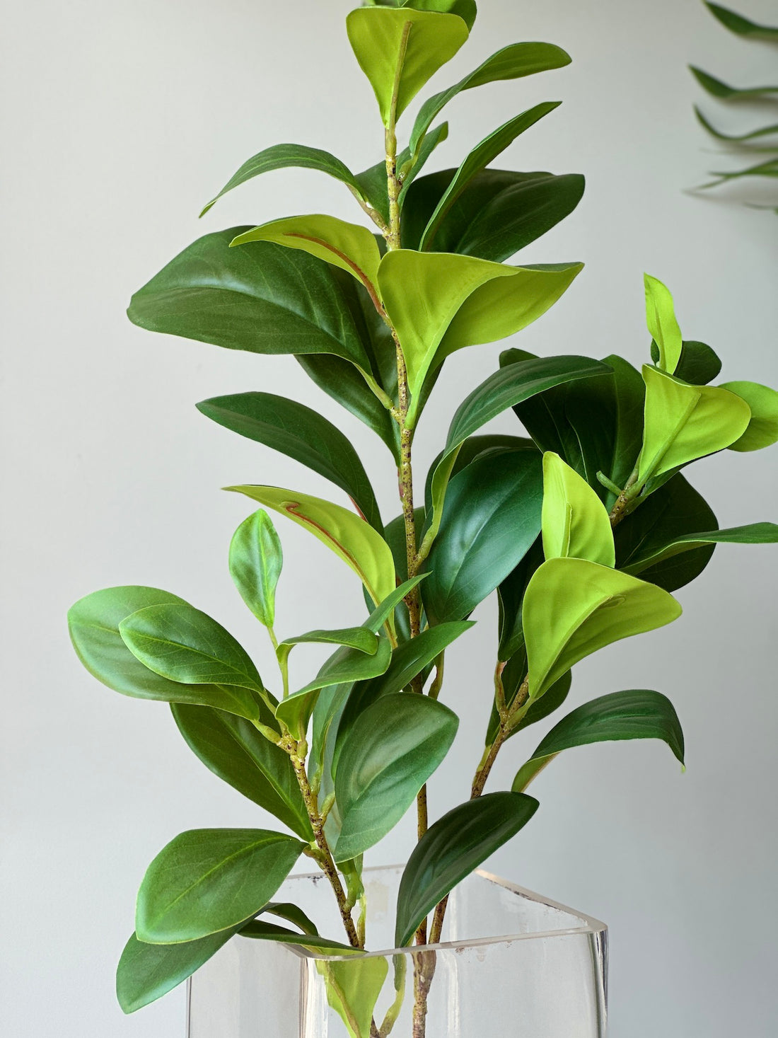 Artificial Baby Rubberplant Stem