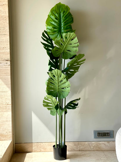 Artificial Monstera Plant - 5 Feet