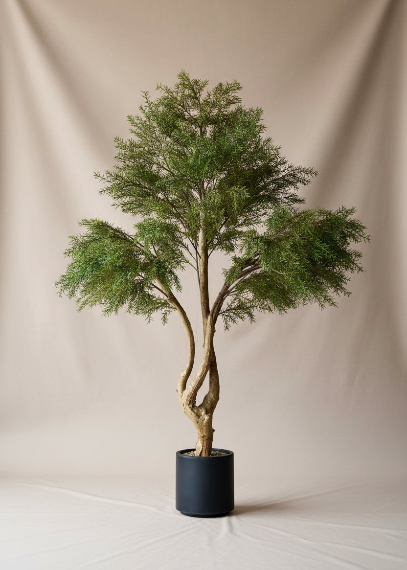 Artificial Australian Cedar Plant + Black Pot - 5.5 Feet