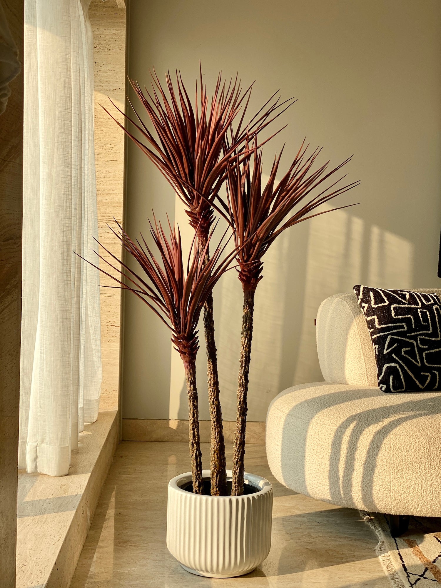 Red Yucca Plant - 5 Feet