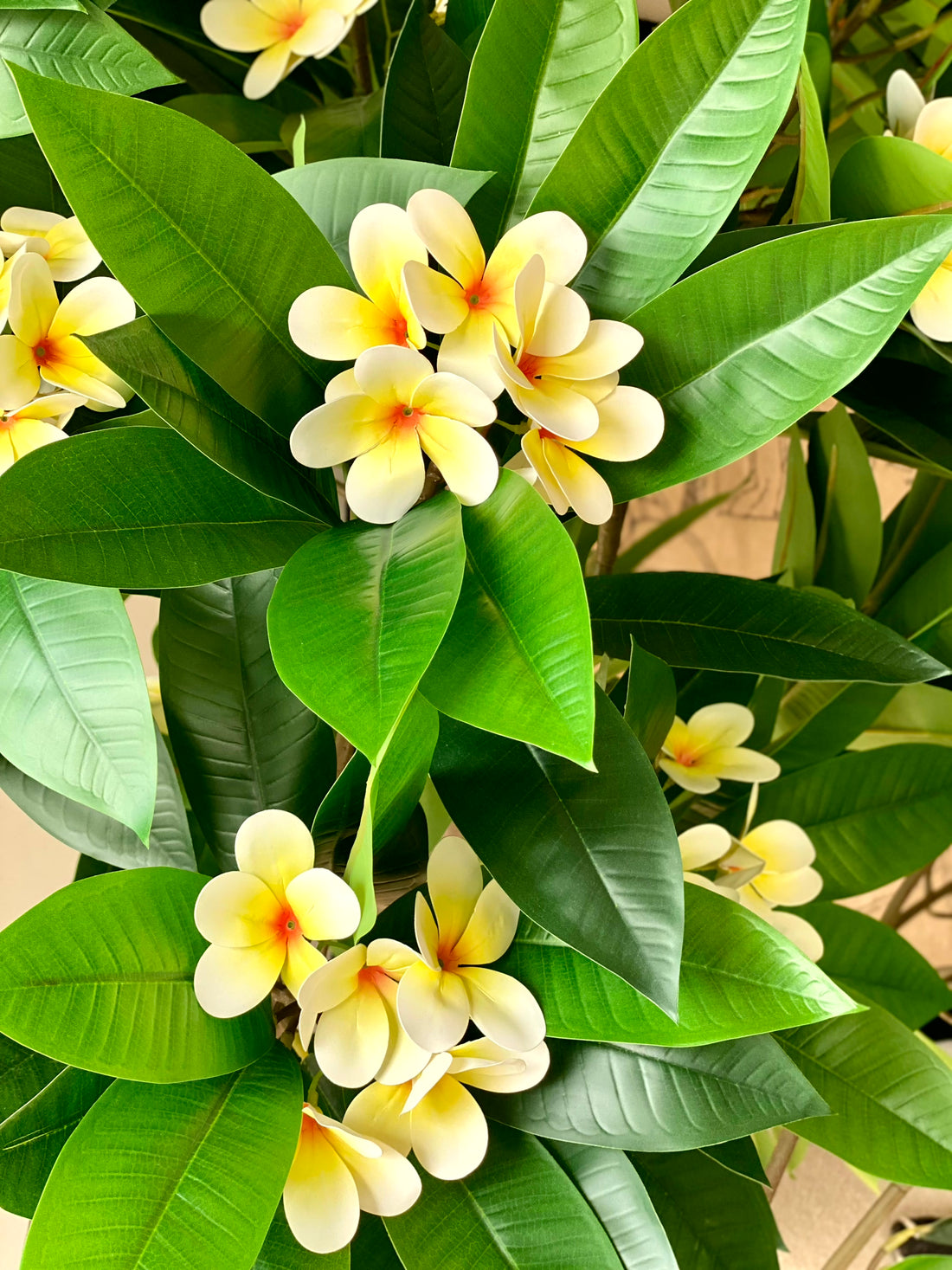 Artificial Frangipani Plant + Pot - 7.7 Feet (White)