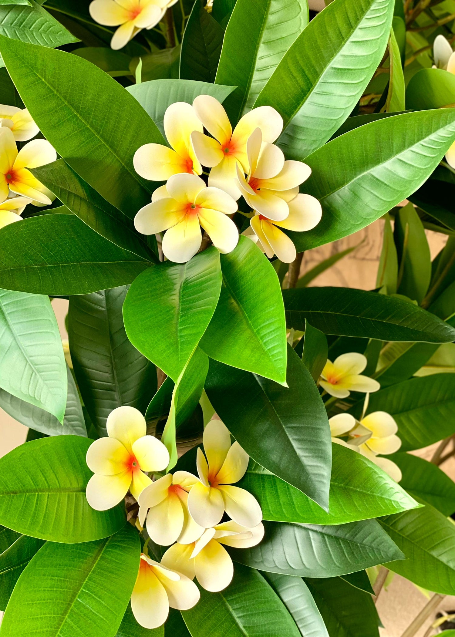 Artificial Frangipani Plant + Pot - 7.7 Feet (White)