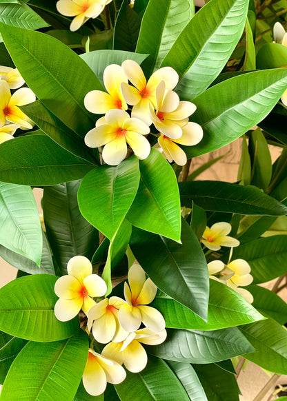 Artificial Frangipani Plant + Pot - 7.7 Feet (White)