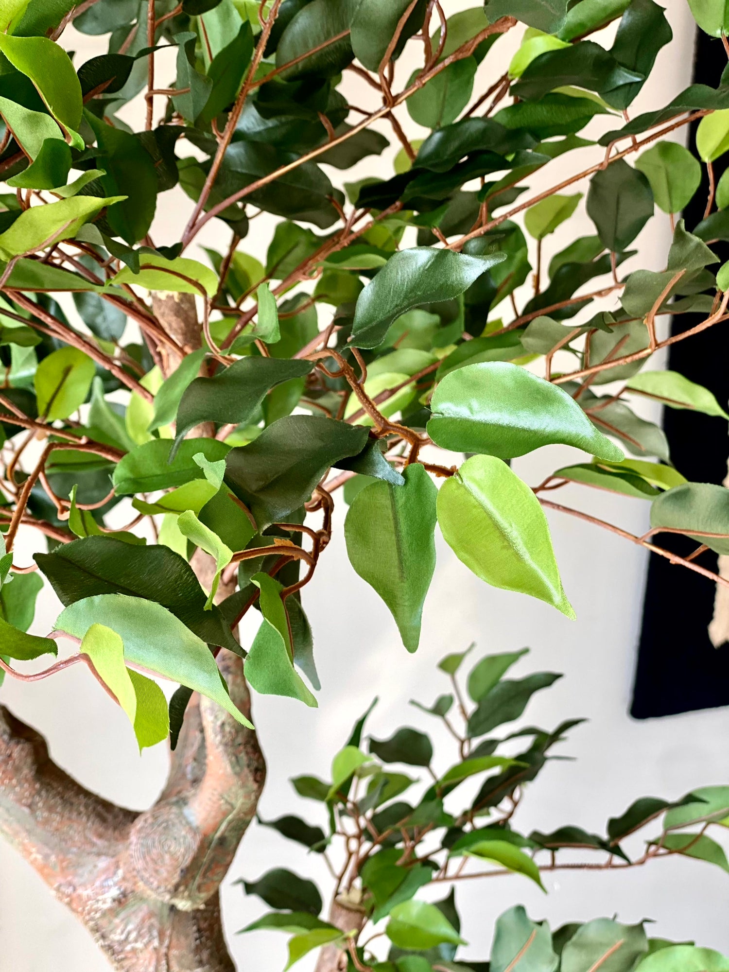 Artificial Twirled Ficus Tree - 6 Feet