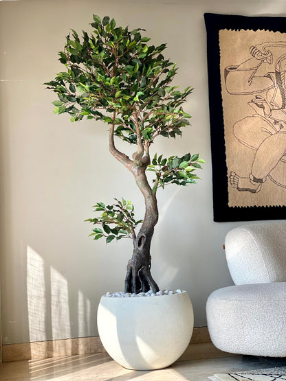 Artificial Twined Ficus Plant - 6 Feet