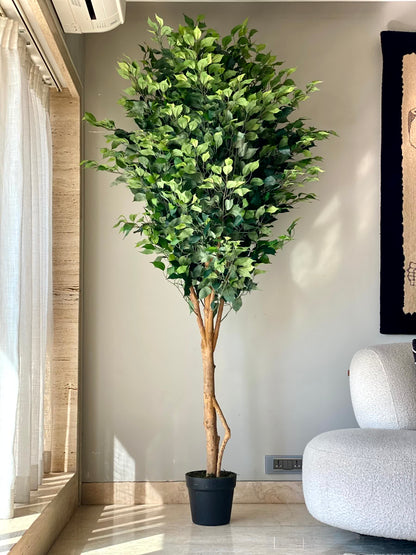 Artificial Grand Ficus Plant - 7.5 Feet