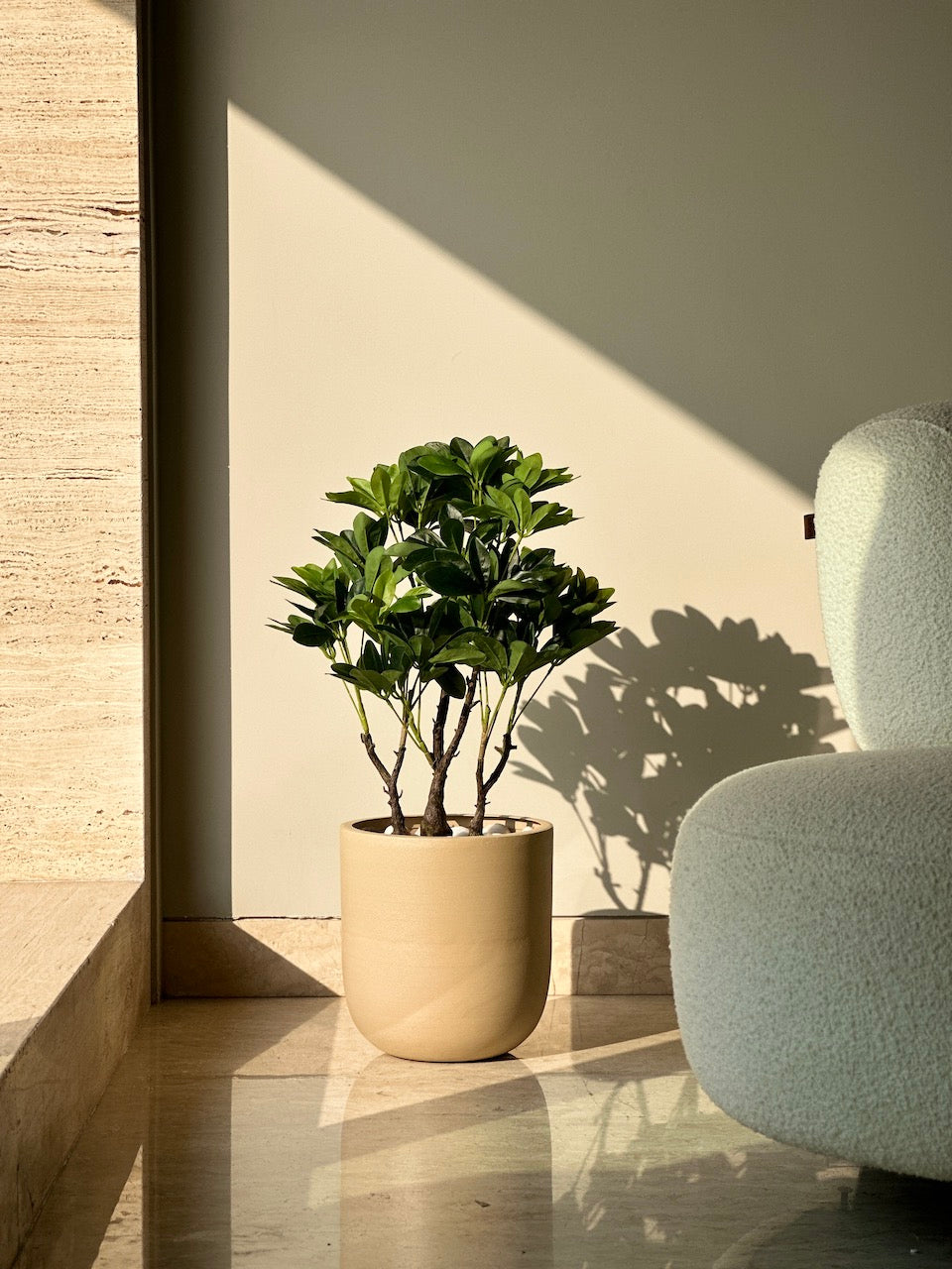 Artificial Schefflera Bonsai - 2 Feet