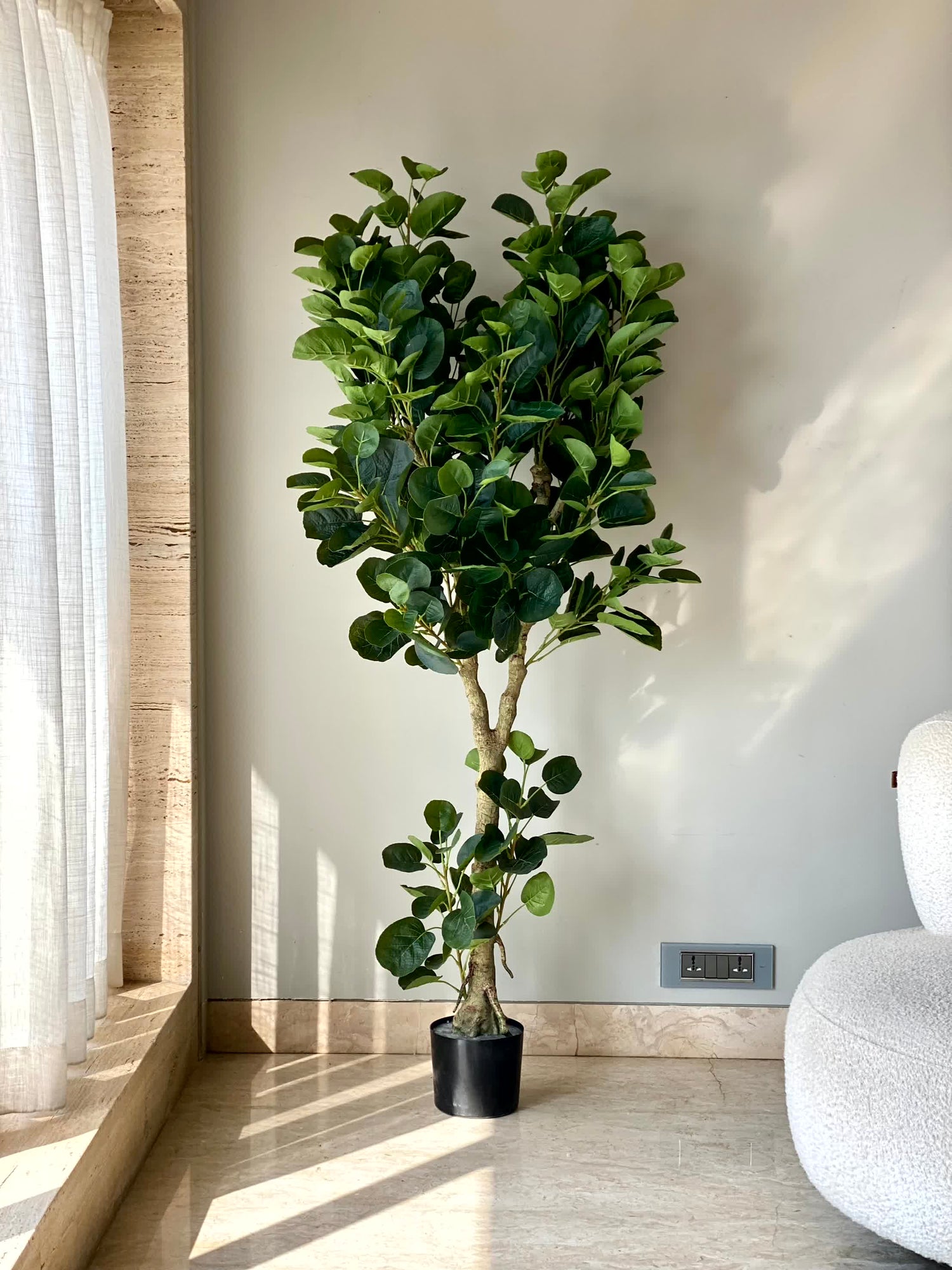 Artificial Fabled Ficus Plant - 5.5 Feet