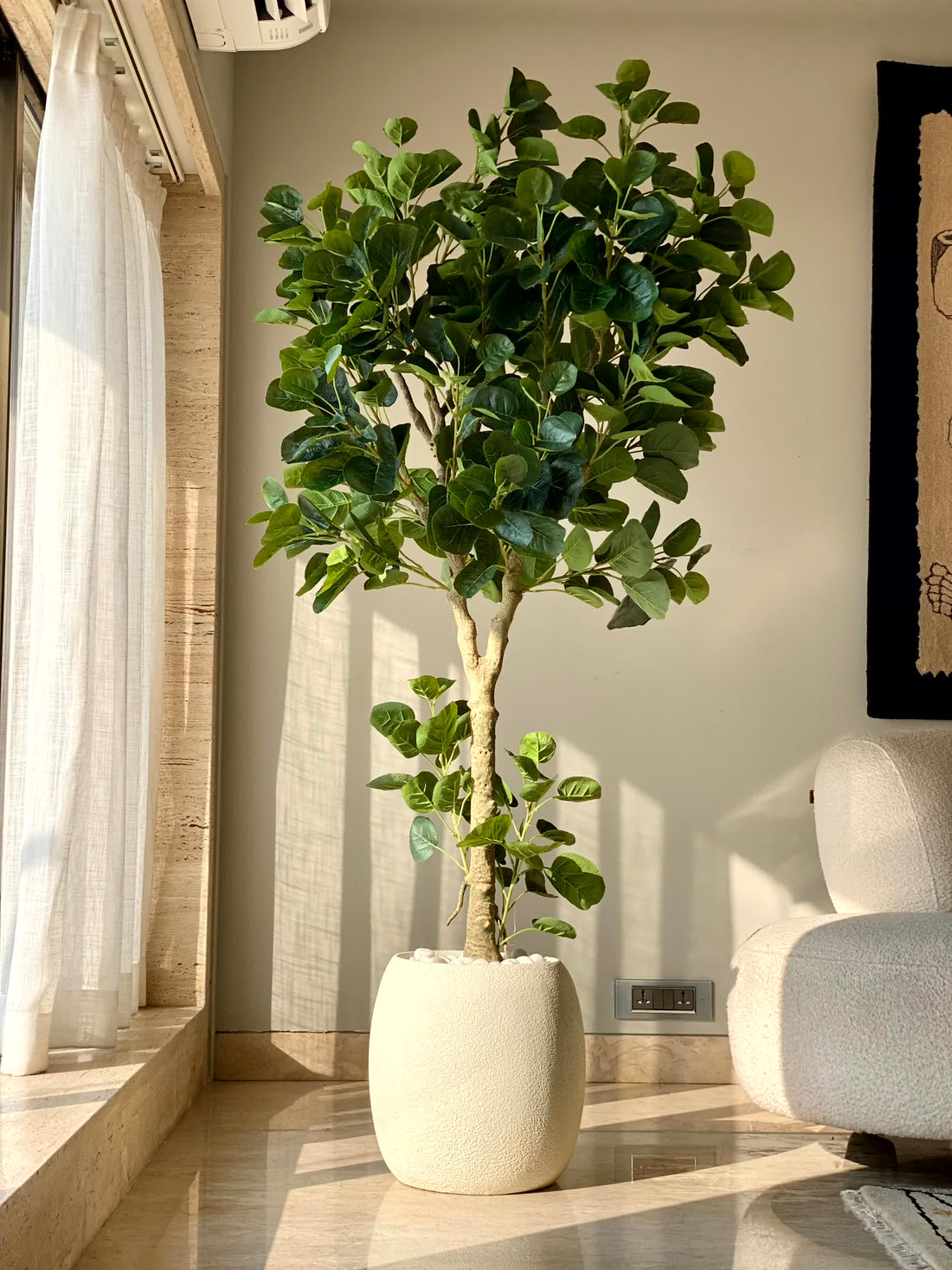 Artificial Fabled Ficus Plant - 5.5 Feet