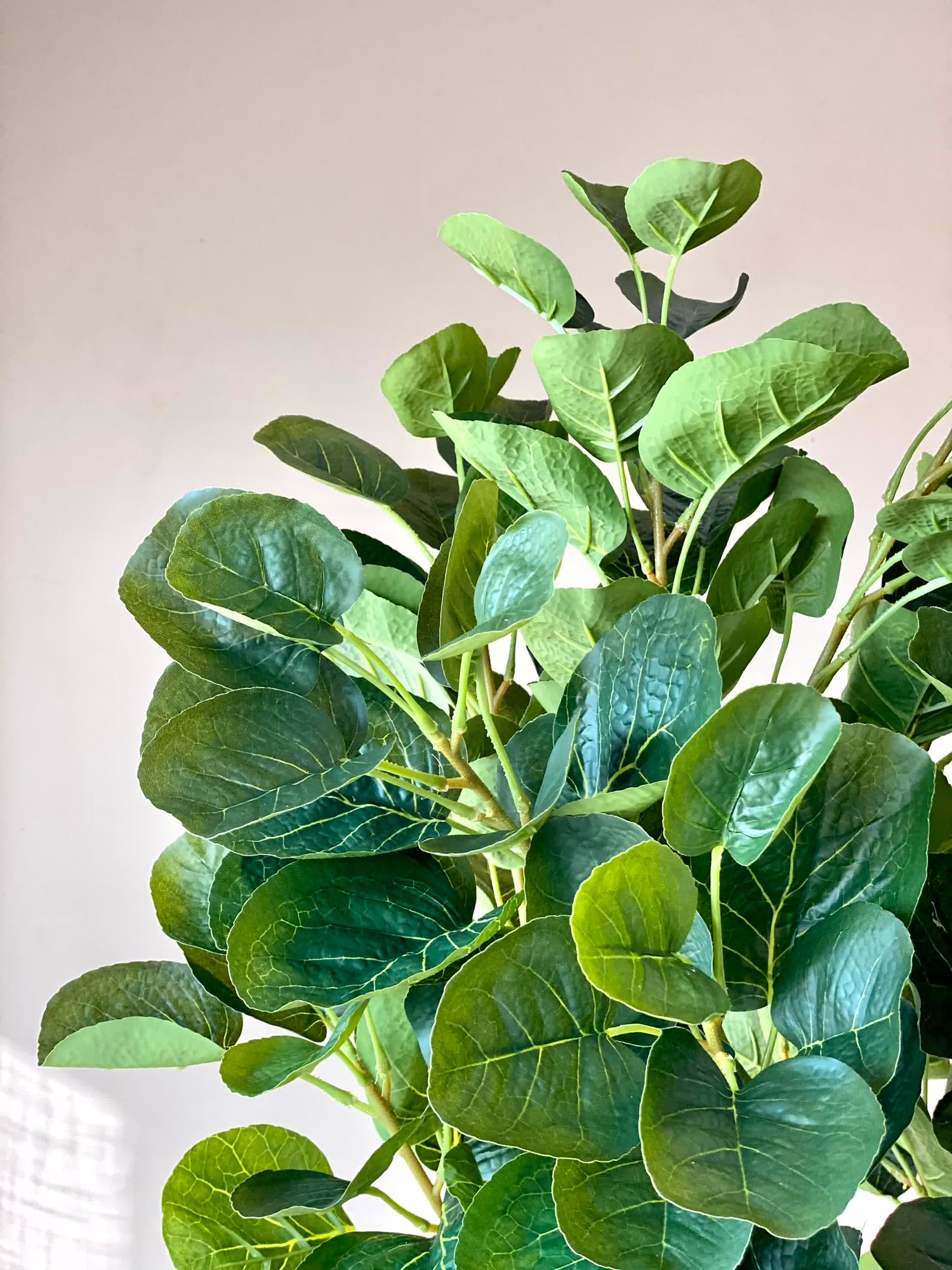 Artificial Fabled Ficus Plant - 5.5 Feet