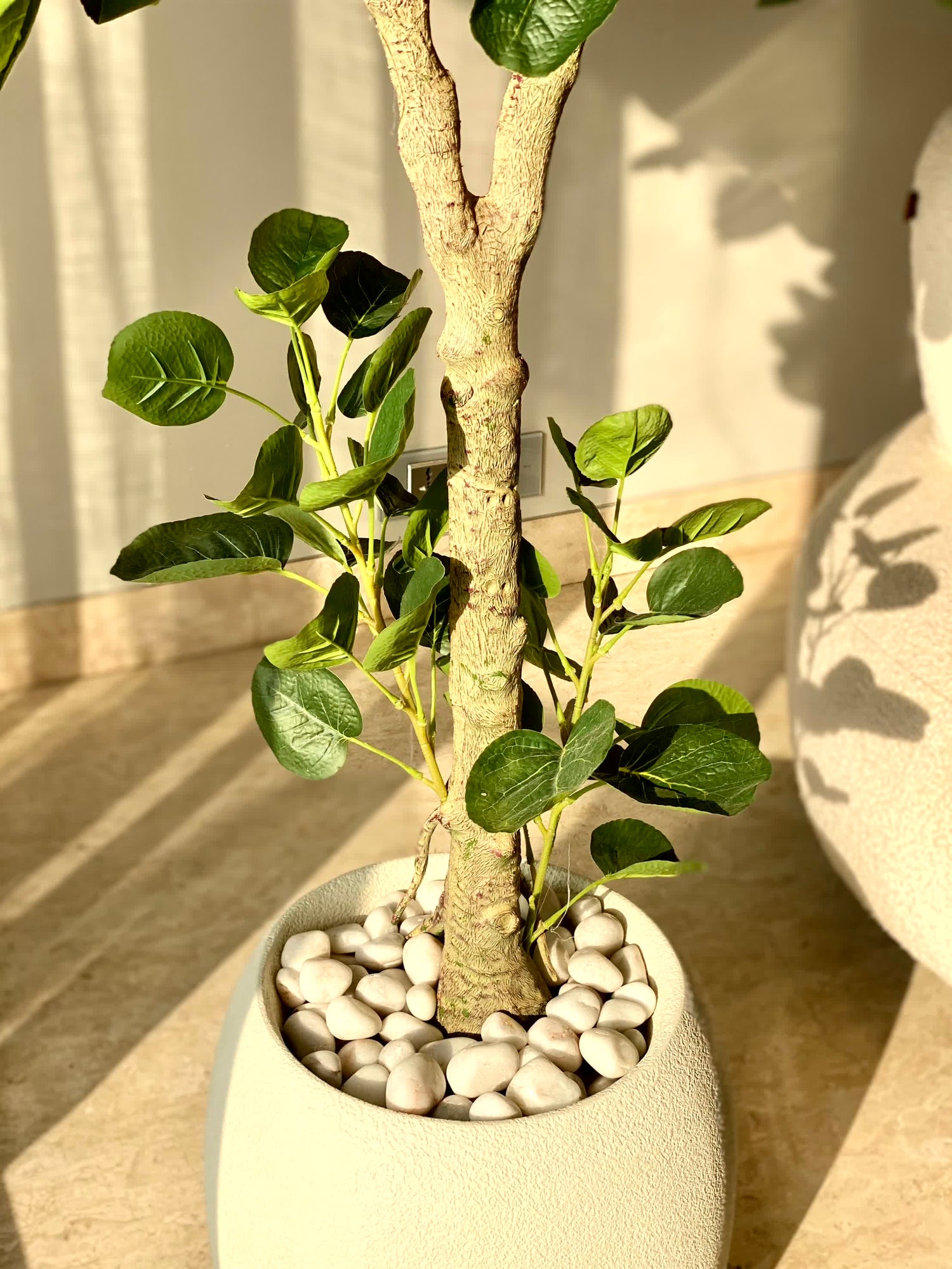 Artificial Fabled Ficus Plant - 5.5 Feet