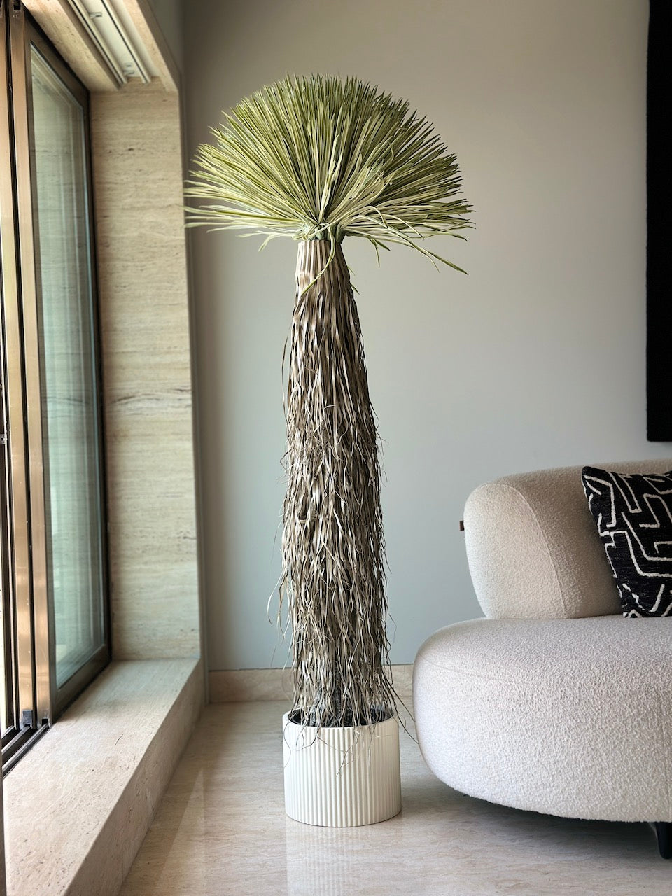 Desert Palm Tree - 5.5 Feet