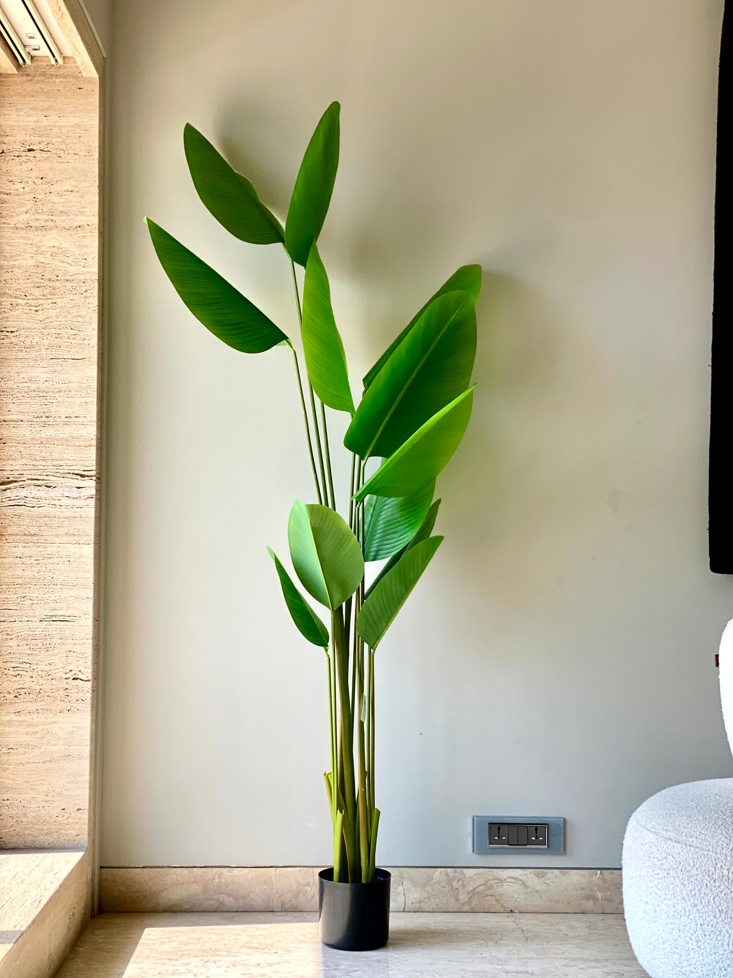 Artificial Calathea Palm Tree -  6 Feet