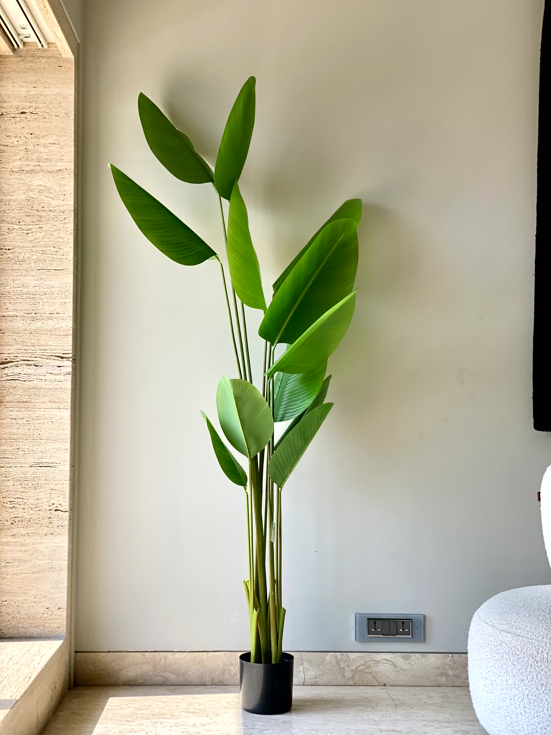 Artificial Calathea Palm Tree -  6 Feet