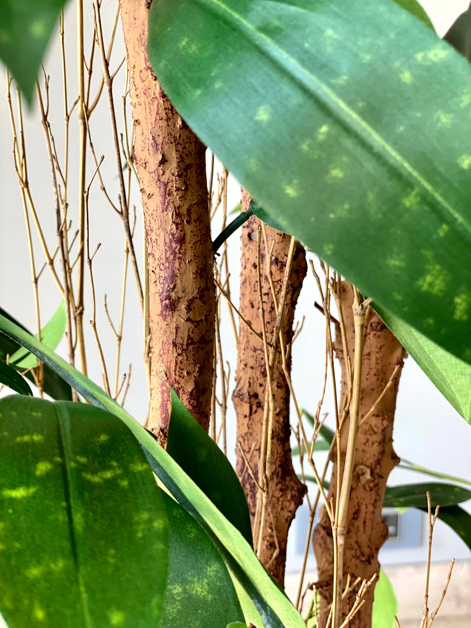 Artificial Dracaena Surculosa Plant - 6 Feet